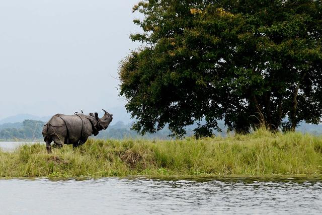 Beauty of Kaziranga National Park (Assam, where the college is located)
