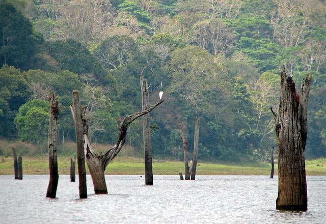 Periyar National Park (Idukki, where the college is located)