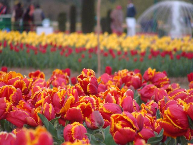 Red and Yellow Tulips (Jammu and Kashmir, where the college is located)