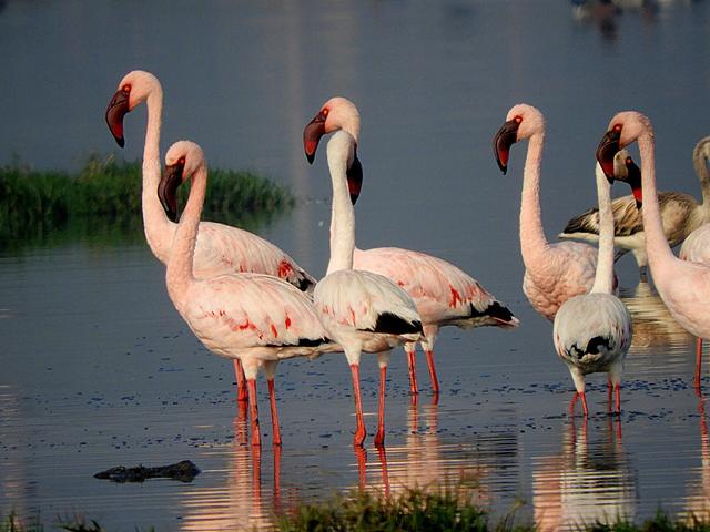 Lesser Flamingos near Jamnagar railway station (Jamnagar, where the college is located)
