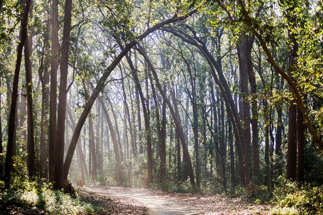 Wilderness,Corbett National Park (Uttarakhand, where the college is located)