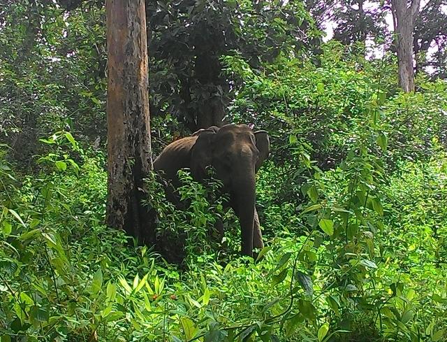 Wayanad wildlife sanctuary (Wayanad, where the college is located)